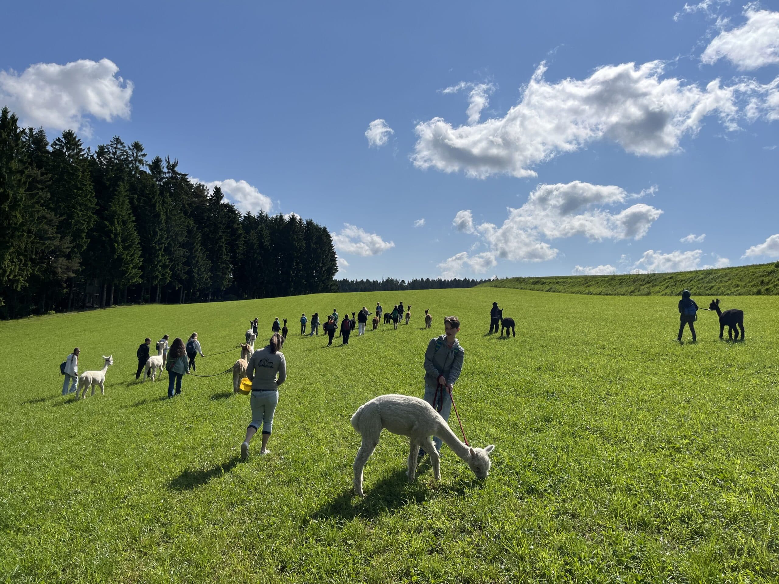 Mehr über den Artikel erfahren Alpakawanderung der 3B und 3D 