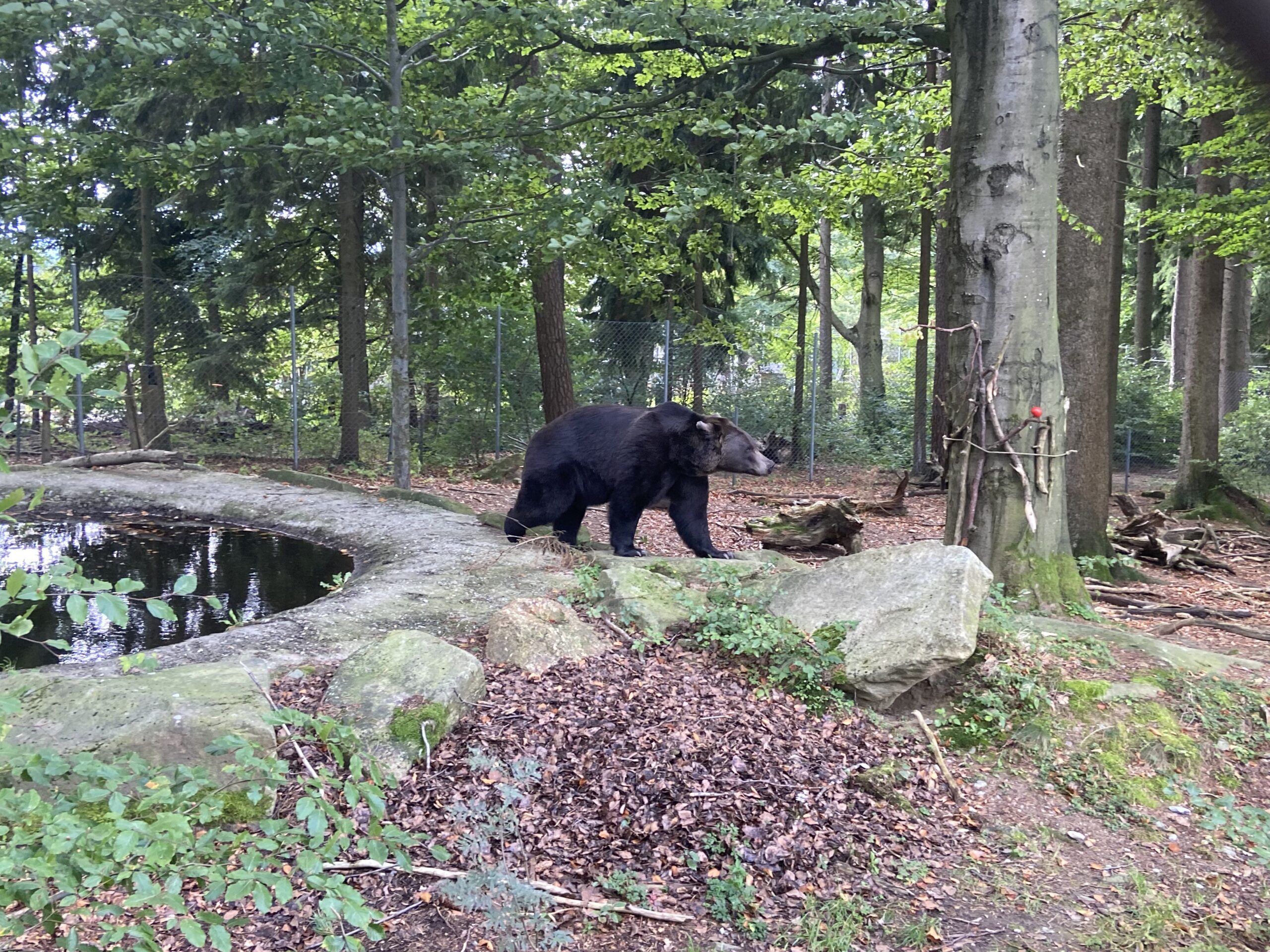 Mehr über den Artikel erfahren Kennenlerntag im Bärenwald in Arbesbach – 1A und 1E