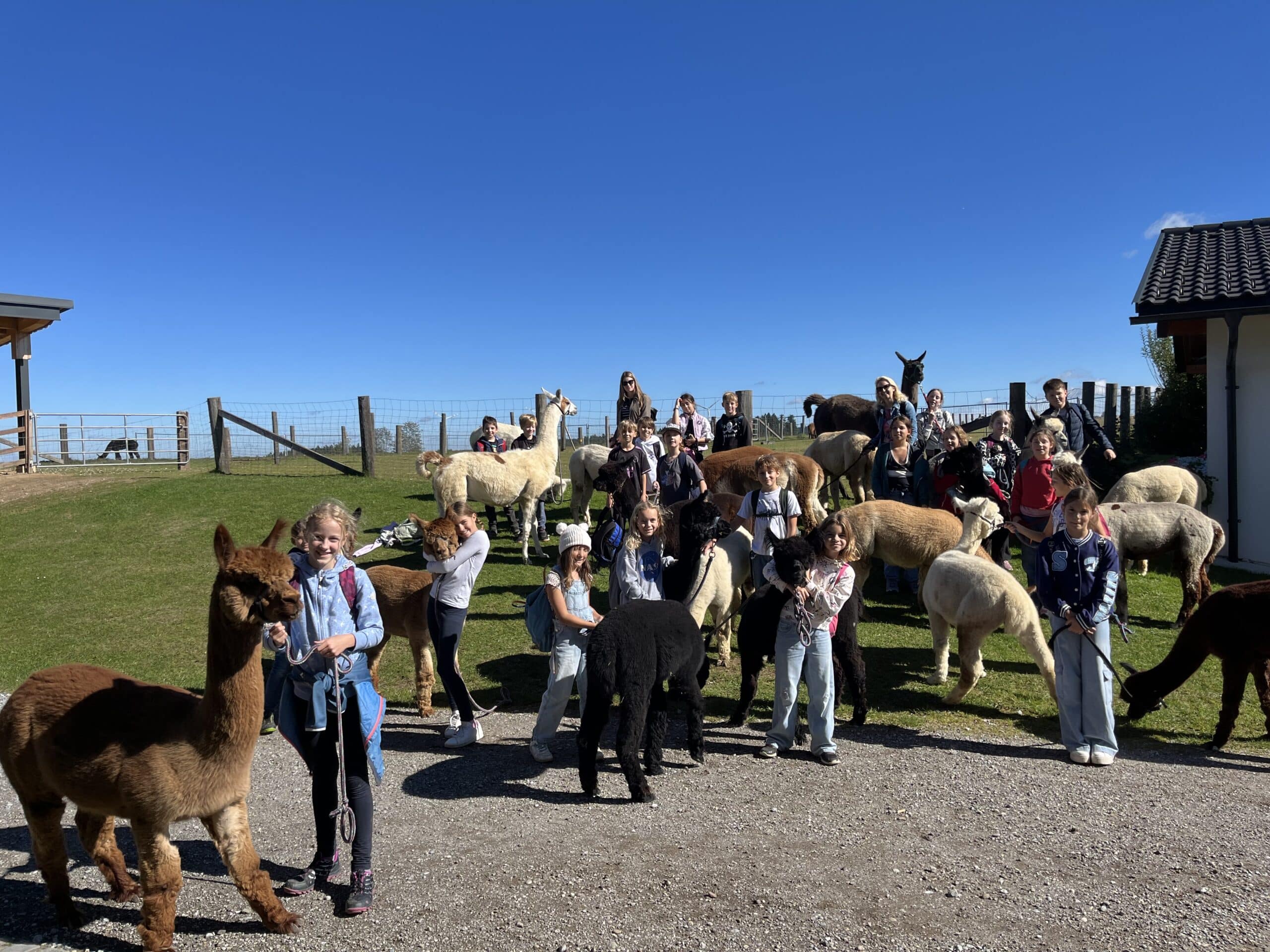 Mehr über den Artikel erfahren Alpaka- Wanderung 1A