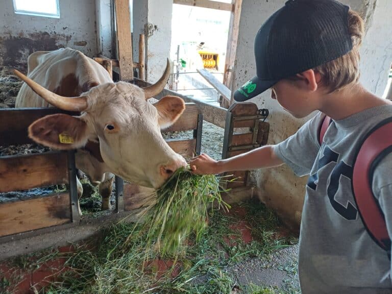 Junge füttert Kuh mit Gras in einem Stall in Österreich